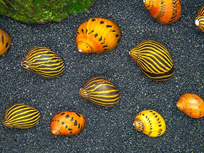 Aquatic Arts Nerite Snail Combo Pack: 5 Zebra, 5 Tiger | Aquarium Background Accessories | Safe in Freshwater Tetra/Betta Fish Tank - size: 5-SNAILS-EACH