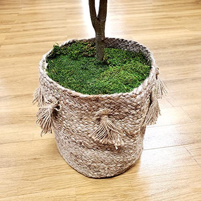 Mosser Lee ML0460 Natural Green Sheet Moss – 325 sq. in. – Organic Decorative Moss for Terrariums, Planters, Crafts & Moisture Retention - style: 325 Sqaure Inch