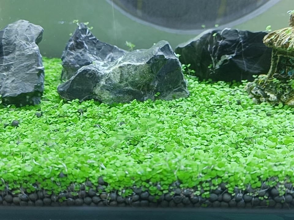 4 in 1 Aquarium Plant S.e.e.ds, no Artificial Plastic Plant, Live Grass for Fish Tank, fit All Substrate (0.36ozTiny+0.36oz Long+0.36oz Short+0.36oz Big Dual) ZQV-003