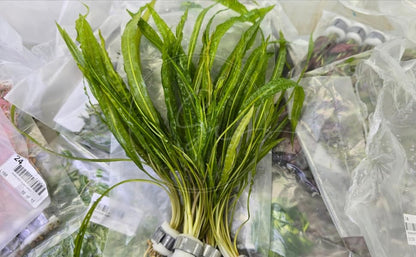 Swimming Creatures™ Live Aquarium Plants (10 Species Bundle) - color: 10 SPECIES BUNDLE