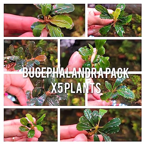 Generic Bucephalandra Live Aquarium Plant Collection - Rare Aquatic Plants for Lush Aquarium Scapes, Natural Freshwater Fish Tank Decorations, Ideal Gift for Aquarists (5 Loose Plants) - style: 5 Loose Plants