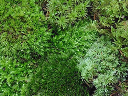Live Terrarium Moss Assortment