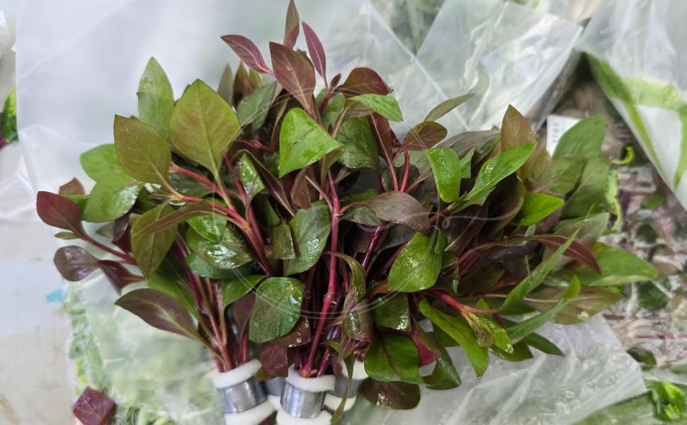 Swimming Creatures™ Live Aquarium Plants (10 Species Bundle) - color: 10 SPECIES BUNDLE