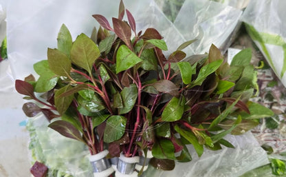 Swimming Creatures™ Live Aquarium Plants (10 Species Bundle) - color: 10 SPECIES BUNDLE