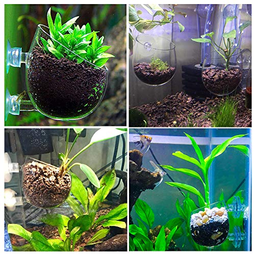 capetsma 4X Crystal Glass Aquarium Plant Pot, Aquarium Aquatic Planter, Red Shrimp Live Plants Fish Tank Glass Holder with 4X Suction Cups for Aquarium Fish Tank Decorations … (4 Pack)… - size: 4 pack