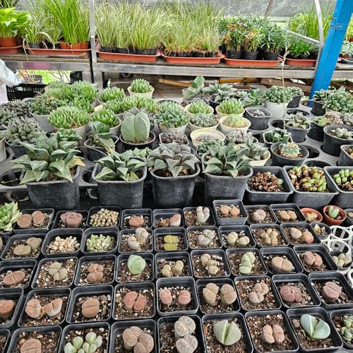 60 Pcs Nursery Pots 2.7 Inch, Plastic Seed Starting Pot with Drainage Holes, Sturdy Seedling pots for Planting, Cuttings (Black) - color: Black, size: 2.7 Inch-60P