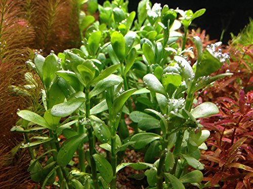 Potted Live Aquarium Plants | Freshwater Aquatic Plants for Aquariums (Moneywort) - color: Moneywort