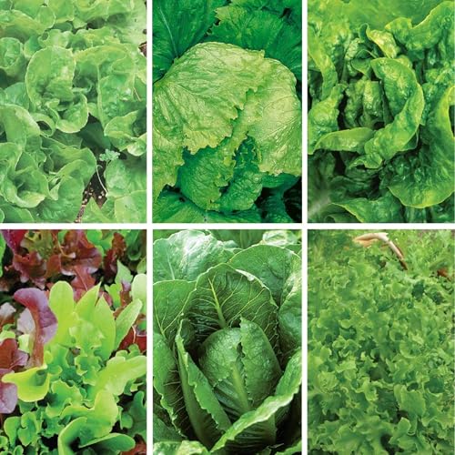 Jiffy Plant Germination Kit - Seedling Starter Trays with Seeds - 36 Cell 2 Pack - Plastic - style: 2 Greenhouse Kit and Cold Hardy Lettuce