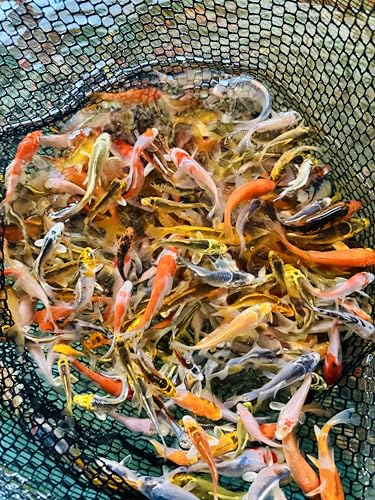 25 Lot 2”-4” Live Koi Fish for sale overnight Shipping PKF