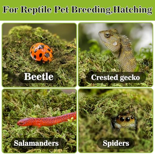 Sukh Sphagnum Moss for Reptiles - Terrarium Reptile Moss Substrate, 15.8 OZ | Habitat Bedding for Snake, Gecko, Turtle, Frog, Bearded Dragon, Jumping Spider, Chameleon, Enclosure & Tank Accessories Decor - size: 15.8 Ounces