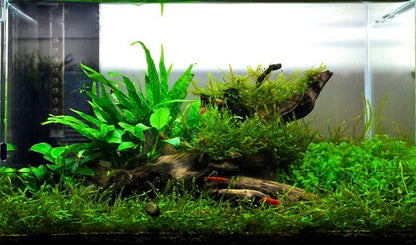 Swimming Creatures™ Live Aquarium Plants (Java Fern (1 Bunch)) - color: Java Fern (1 Bunch)