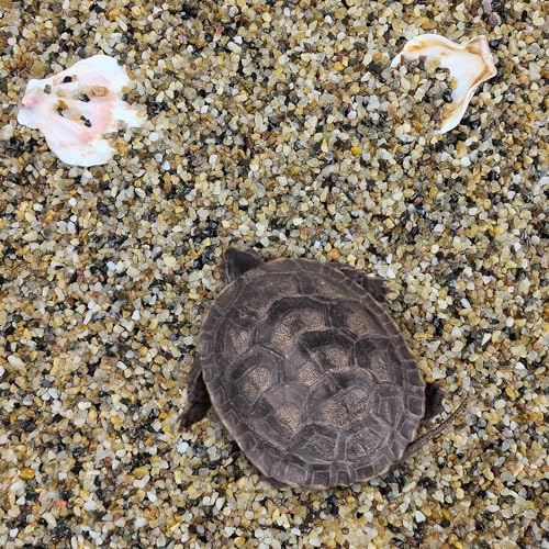 FANTIAN 2 lbs Aquarium Sand. 1/16 Inch Fish Tank Coarse Sand | Natural River Rocks, Decorative Pea Gravel for Turtle Substrate, Terrariums, Vase, Plant, Drainage, Outdoor Garden - size: 1/16 Inch