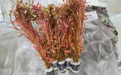 Swimming Creatures™ Live Aquarium Plants (10 Species Bundle) - color: 10 SPECIES BUNDLE