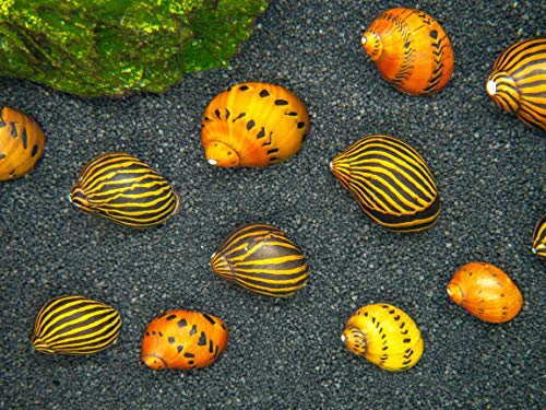 Aquatic Arts Nerite Snail Combo Pack: 1 Zebra, 1 Tiger | Substrate Clearer/Aquarium Filter | Safe in Tetra/Betta Fish Tanks - size: 1-SNAIL-EACH