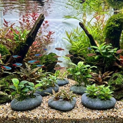 Hamiledyi Drilled Pebble Aquatic Plant Anchors Water Plants Fixed Ring Natural River Stone Plant Weights for Fish Tank Aquarium Decorations Landscape Stones(Aperture: 0.8" 2holes 6pcs)