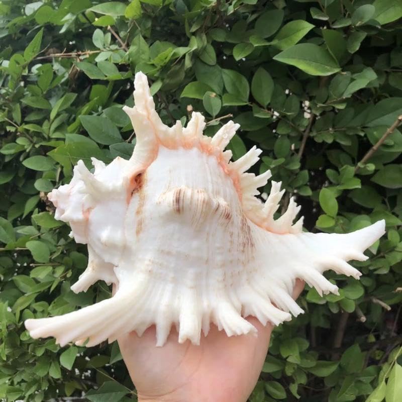 YZHZOM 5.5‘’ to 6.3‘’ Large Natural Conch Shell Fish Tank Hideout Fish Tank House Natural Conch sea Shells for Fish Tank,Air Plant,Home Decorations,DIY Crafts