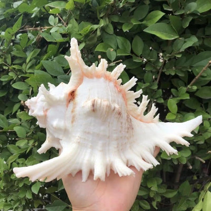 YZHZOM 5.5‘’ to 6.3‘’ Large Natural Conch Shell Fish Tank Hideout Fish Tank House Natural Conch sea Shells for Fish Tank,Air Plant,Home Decorations,DIY Crafts