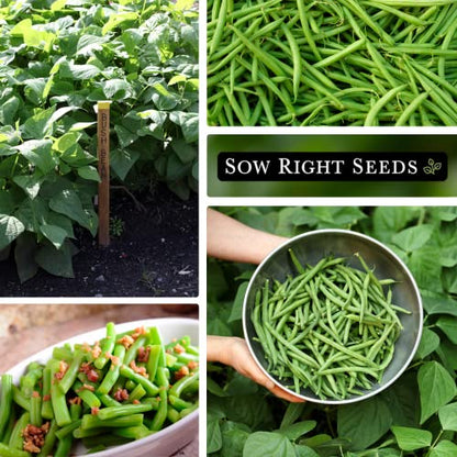 Sow Right Seeds - Contender Bush Bean Seed for Planting Green Beans Garden | Plant stringless non-GMO heirloom variety for home outdoors vegetable gardening. Popular fresh veggies for growing outside.