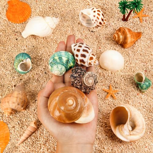 12PCS Hermit Crab Shells 1.6"-3.2", Growth Turbo Seashells | Natural Sea Conch Shell for Small to Medium to Large Crabs, Saltwater Hermit Crab Accessories and Sea Shells for Beach Decor