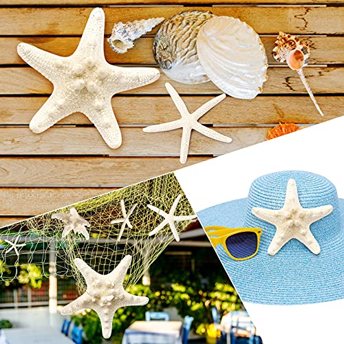 12 PCS Starfish | 2.5-6 Inch Starfish Decor | Natural Bulk Starfish Shells Perfect for Crafts Making Beach Theme Party Wedding Decoration, Home Wall Decor, Christmas Ornaments, Fish Tank