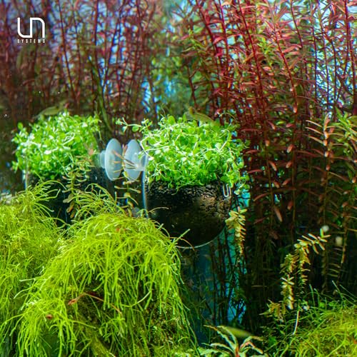 Ultum Nature Systems Glass Cup - Glass Plant Holder/Coral Isolation for Aquarium, Fish Tank Planter, Aquatic Plant Pot w/Clear Suction Cups, Hanging Glass Pot, Aquascape Decorations - 1 Pc