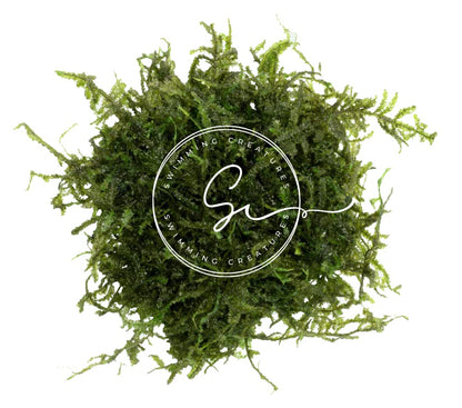 Swimming Creatures™ Live Aquarium Plants (Christmas Moss (25sq inch Portion)) - color: Christmas Moss (25sq inch Portion)