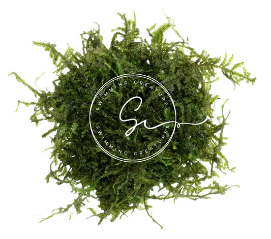 Swimming Creatures™ Live Aquarium Plants (Christmas Moss (25sq inch Portion)) - color: Christmas Moss (25sq inch Portion)