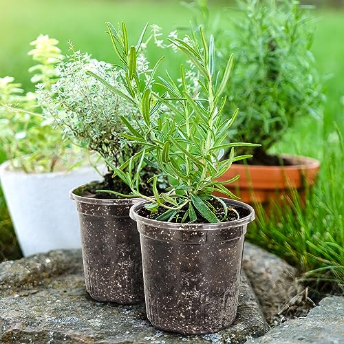 Bluepro Clear Nursery Pots with Drainage Holes, 7 Inch, 1 Gallon, 30-Pack | Clear PET, 1-Gallon Capacity, Root and Moisture Visibility, Flexible, Reusable, Indoor/Outdoor Use, Propagation and Repotting - size: 7 Inch-30Pcs