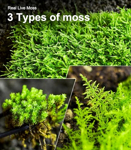 Live Moss 3-Pack for Reptile Enclosures & Terrariums,Fresh Reptiles Substrate | Mixed Varieties, Moisture-Holding Layer, Humid Hide Accent, Forest-Floor Look, Easy to Trim, For Geckos, Turtles, Snakes