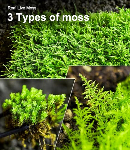 Live Moss 3-Pack for Reptile Enclosures & Terrariums,Fresh Reptiles Substrate | Mixed Varieties, Moisture-Holding Layer, Humid Hide Accent, Forest-Floor Look, Easy to Trim, For Geckos, Turtles, Snakes