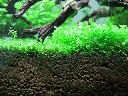 Foreground Potted Live Aquarium Plants | Freshwater Aquatic Plants for Aquariums (Potted Monte Carlo) - color: Potted Monte Carlo