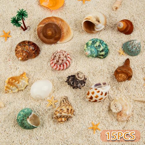 15PCS Hermit Crab Shells 1.6"-3.2", Growth Turbo Seashells | Natural Sea Conch Shell for Small to Medium and Large Crabs, Saltwater Hermit Crab Accessories and Sea Shells for Beach Decor