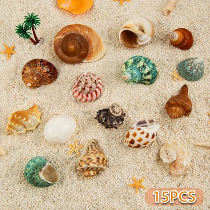 15PCS Hermit Crab Shells 1.6"-3.2", Growth Turbo Seashells | Natural Sea Conch Shell for Small to Medium and Large Crabs, Saltwater Hermit Crab Accessories and Sea Shells for Beach Decor