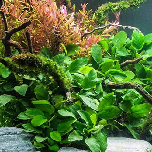 Potted Anubias Plants | Live Freshwater Aquatic Plants for Aquariums and Terrariums - Low Light, Low Maintenance Plants. (Potted Anubias VAR Nana) - color: Potted Anubias Var Nana