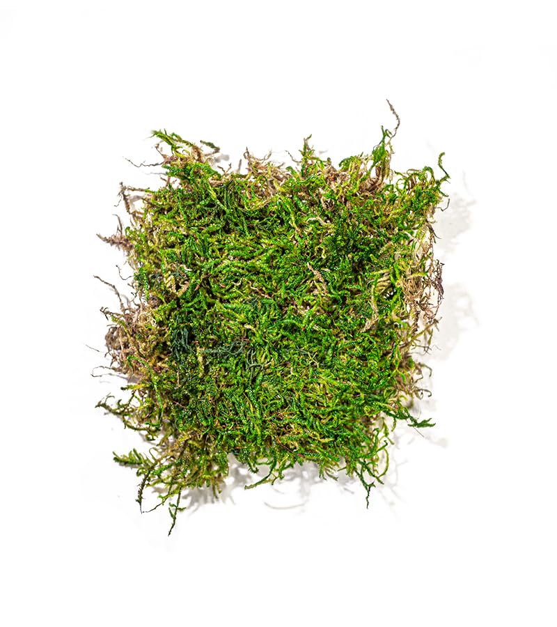 SuperMoss (22166) Feather Moss | Natural Green Moss Sheets for Crafts, Fairy Garden Decor, Wedding Table Runners, Reptile Tank Accessories, and Indoor Plant Soil Cover, 1,400 cu. in., Fresh Green - size: 1,400 cu. in.