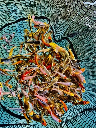 25 Lot 2”-4” Live Koi Fish for sale overnight Shipping PKF