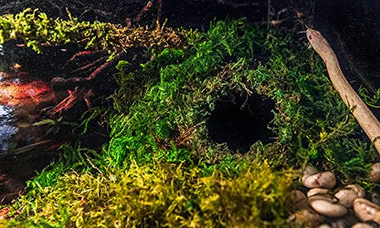 Galápagos (05346) Mossy Cave Hide, 4", Green (Pack of 6) - size: 4" (Pack of 6)