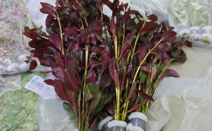 Swimming Creatures™ Live Aquarium Plants (10 Species Bundle) - color: 10 SPECIES BUNDLE