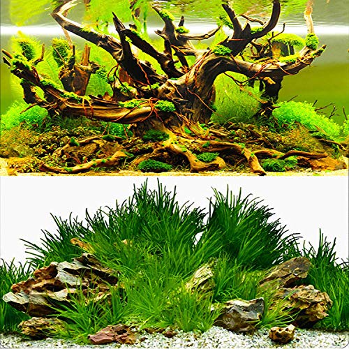 ELEBOX New 20" x 48" Fish Tank Background Paper Wallpaper 2 Sided Colorful Seaweed Water Plants Aquarium Poster Decorations - color: Water Plants, size: H:19.5"x L:48"