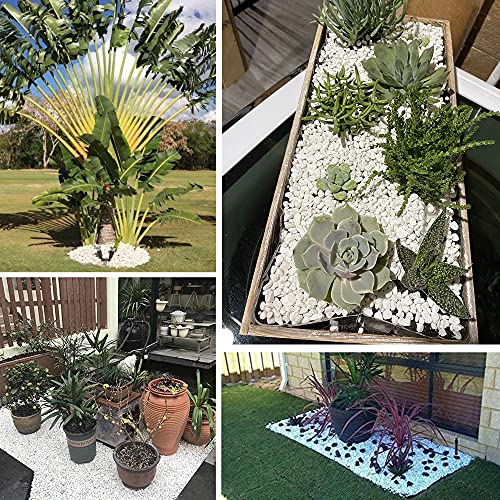 White Pebbles for Plants Garden 18 lb White Rocks Gravel Decorative Stones Landscaping Vase Fillers 1/2" - size: 18LB, style: White