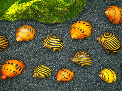 Aquatic Arts Nerite Snail Combo Pack: 20 Zebra, 20 Tiger | Nano Tank Snail | Safe with Betta/Tetra/Guppy Fish or Dwarf Shrimp Aquariums - size: 20-SNAILS-EACH
