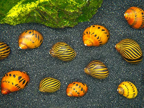 Aquatic Arts Nerite Snail Combo Pack: 5 Zebra, 5 Tiger | Aquarium Background Accessories | Safe in Freshwater Tetra/Betta Fish Tank - size: 5-SNAILS-EACH