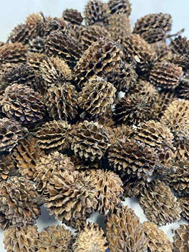 Awesome Aquatic 25 Casuarina Cones, Blackwater, Betta Shrimp Habitat | Larger than Alder Botanicals Natural tannins Blackwater habitat Leaf litter Longer lasting biofilm Natural décor Easy to use - size: 25 Pack Casuarina