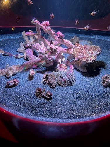 Small World Slate & Stone Aquarium Gravel - Natural Coarse Sand Substrate for Aquascaping Planted, Freshwater and Saltwater Tanks - Gravel Size Approx. 1/32" to 1/8" (6 lbs)