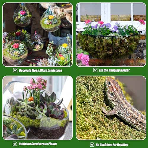 Doter Dried Forest Moss for Plants (5 qt / 1 Pack), Sphagnum Potting Moss for Various Plants, Including Orchids, Carnivorous Plants, Succulents, Garden Flowers, and Reptiles