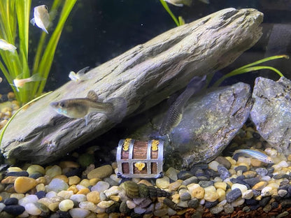 8Pcs Mini Aquarium Treasure Chest Miniature Gold Jewelry Box Model | for DIY Diorama Craft Fish Tank Terrarium Decorations