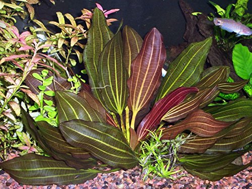 Potted Melon Sword - Beginner Tropical Live Aquarium Plant - color: Green