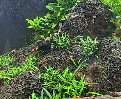 Liquid Gardens Alder Cones, 25 Pieces - Aquarium Botanicals, Tannins for Betta Fish, Alder Cones Aquarium, Fresh Water Shrimp Accessories