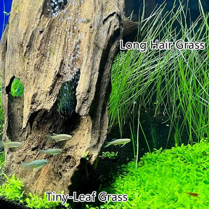 4 in 1 Aquarium Plant S.e.e.ds, no Artificial Plastic Plant, Live Grass for Fish Tank, fit All Substrate (0.36ozTiny+0.36oz Long+0.36oz Short+0.36oz Big Dual) ZQV-003